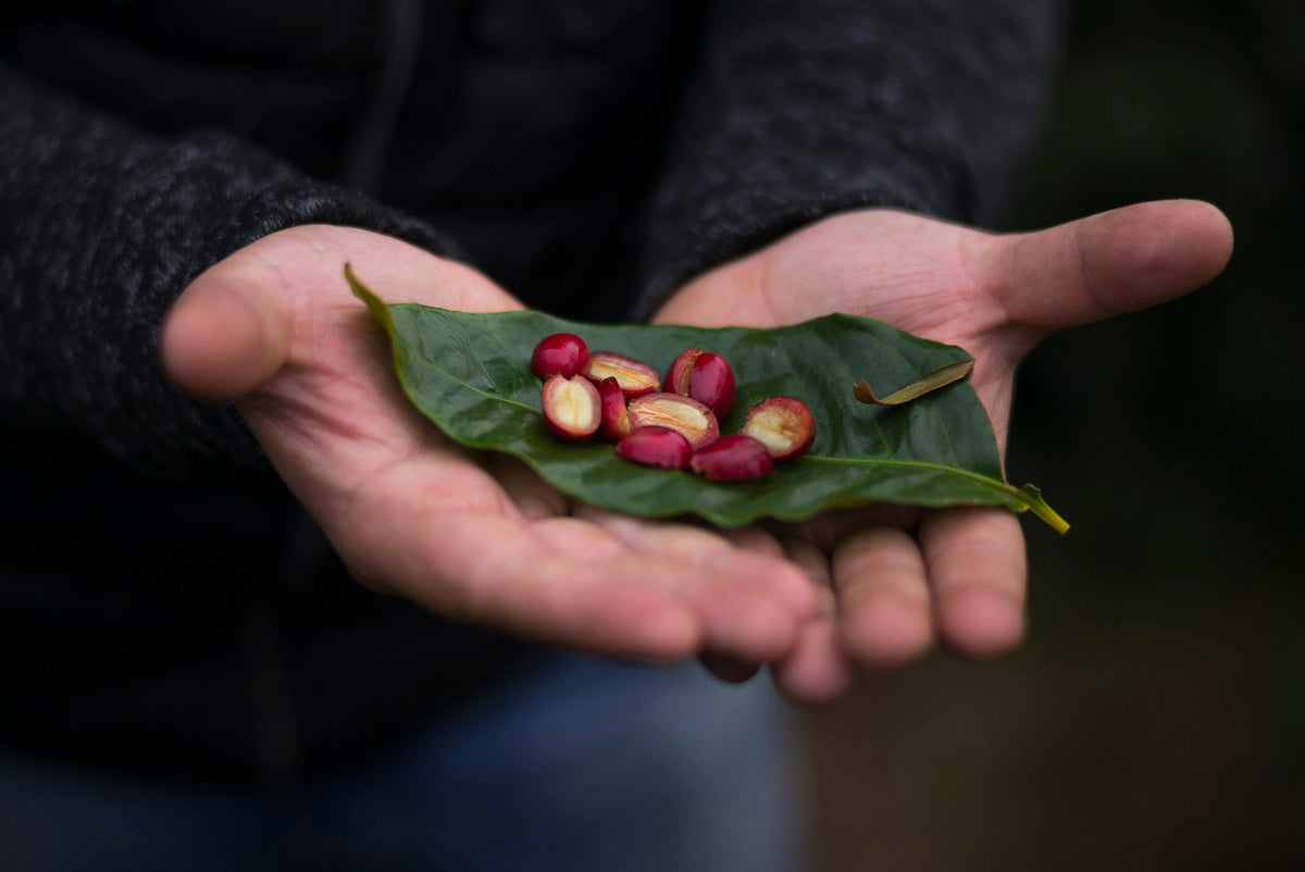 Journée internationale du café : célébrer le café autrement
