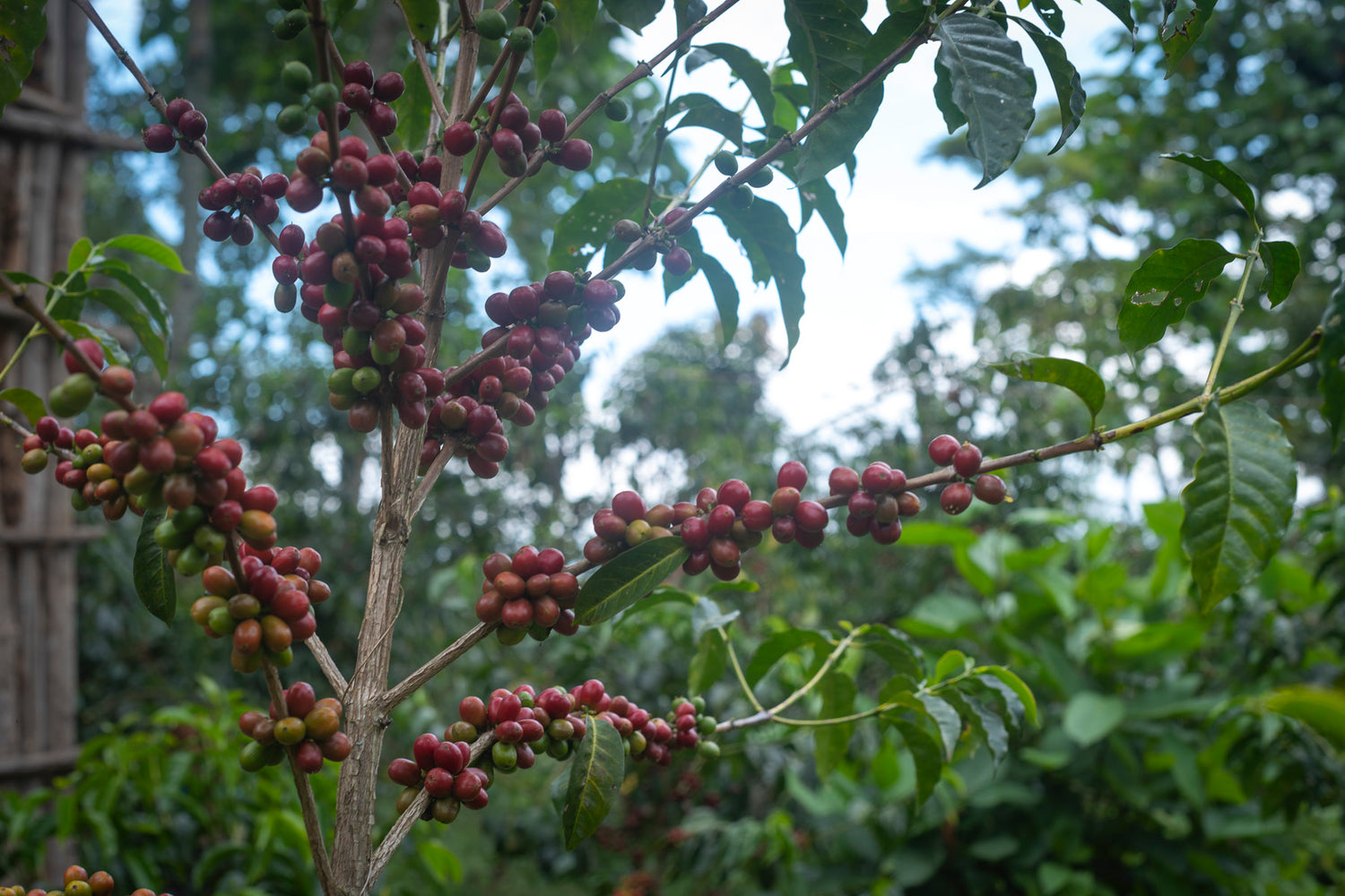 Quelques mots sur les variétés et espèces du café
