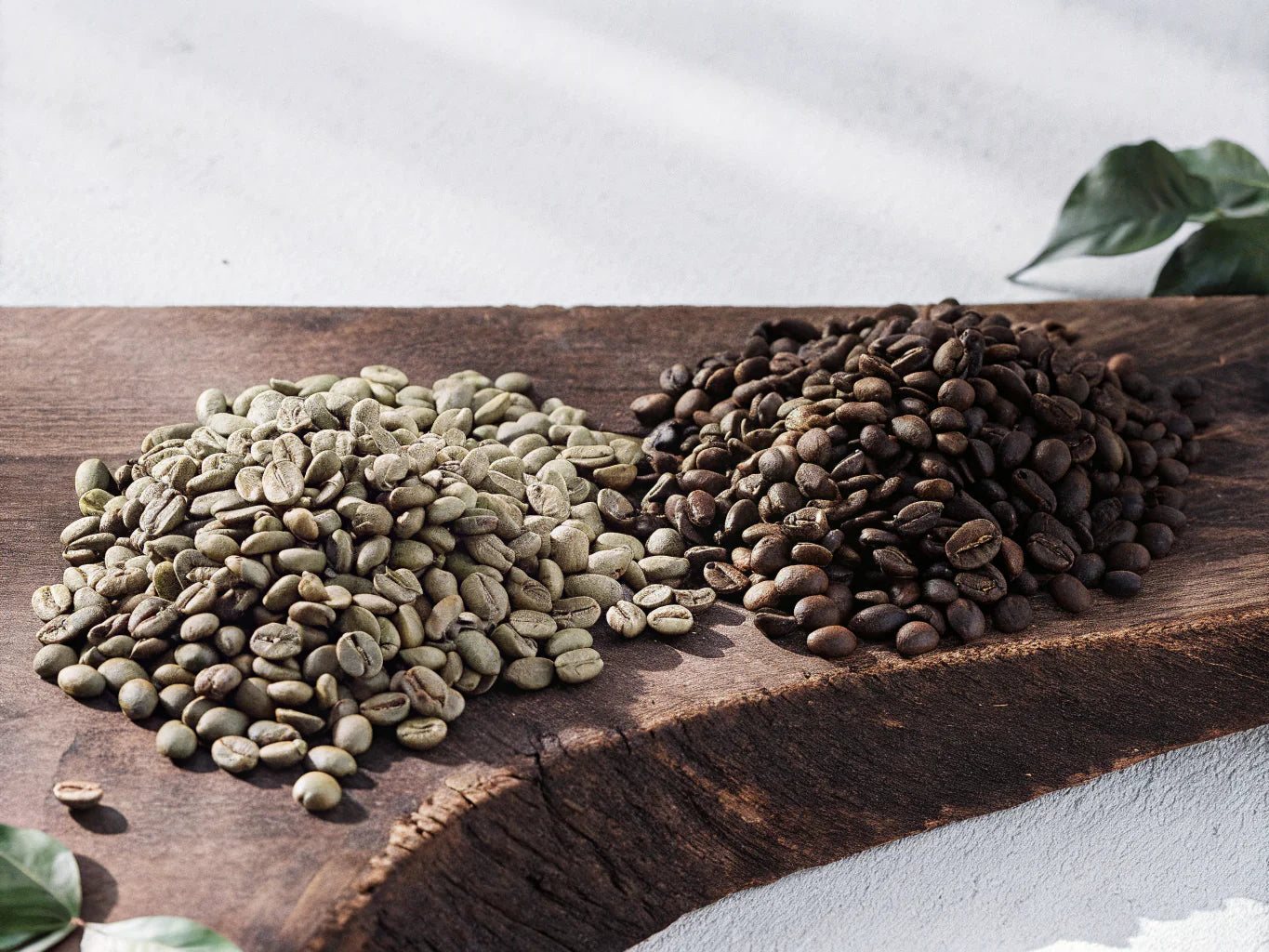 Arabica vs Robusta - comparaison grains de cafe